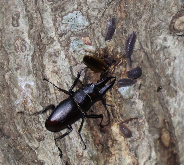 ノコギリクワガタ♂、ワラジムシ_No2のコナラ_クワガタ達のオアシス_2023年7月10日19時25分 気温31.3度